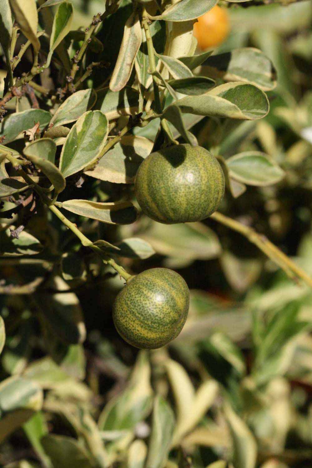            Fruit (Riverside, CA)   